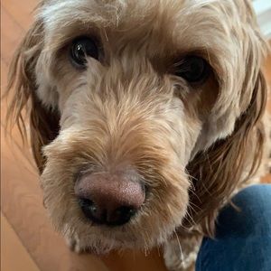 Meet your Posher, Jodi